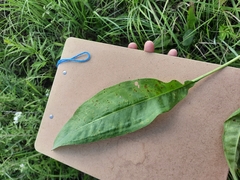 Silphium terebinthinaceum
