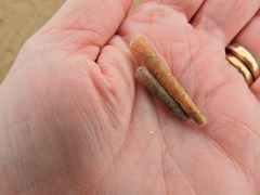 Pectinaria