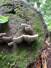 Gloiodon occidentalis