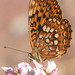 Hydaspe Fritillary - Photo (c) Paul G. Johnson, some rights reserved (CC BY-NC-SA), uploaded by Paul G. Johnson
