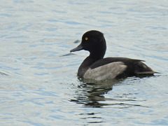 Aythya fuligula