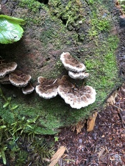 Gloiodon occidentalis