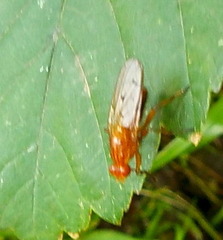 Dryomyzidae