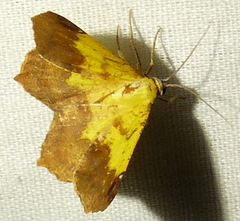 Antepione thisoaria