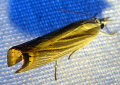 Parapediasia decorellus