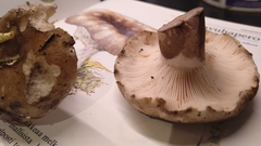 Russula consobrina