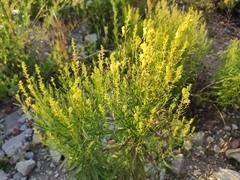 Linaria biebersteinii
