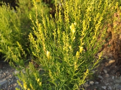 Linaria biebersteinii