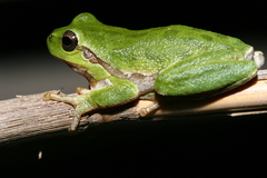 Hyla sarda