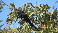 Crotophaga sulcirostris