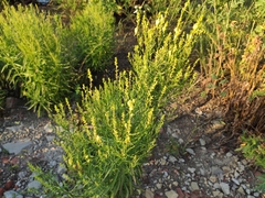 Linaria biebersteinii
