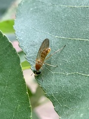 Ptecticus trivittatus