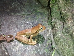 Gastrotheca nicefori