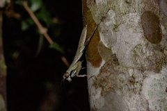 Fuga annulipes