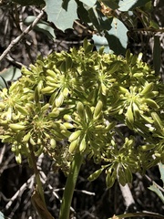 Angelica scabrida