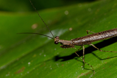 Bantia