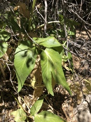 Angelica scabrida