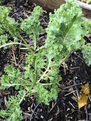 Brassica oleracea acephala