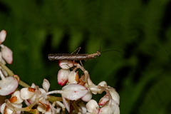 Bantia