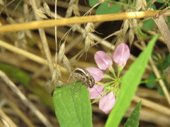 Naupactus peregrinus