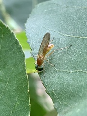 Ptecticus trivittatus