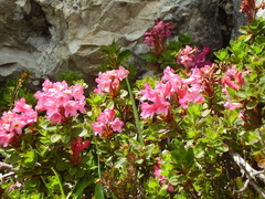 Rhododendron hirsutum