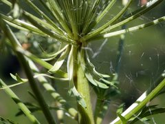 Pleurospermum austriacum