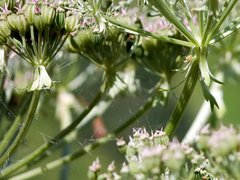Pleurospermum austriacum