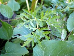 Pleurospermum austriacum