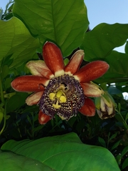 Passiflora alata