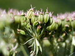 Pleurospermum austriacum
