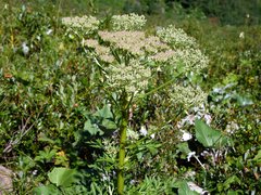 Pleurospermum austriacum