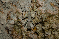Fuga annulipes