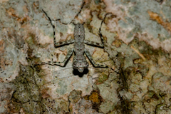 Fuga annulipes