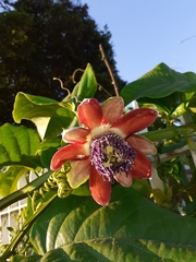 Passiflora alata
