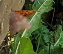 Polygonia interrogationis
