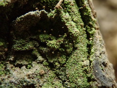 Chaenotheca furfuracea