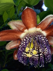 Passiflora alata