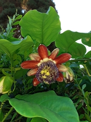 Passiflora alata