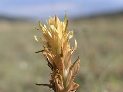 Castilleja kaibabensis