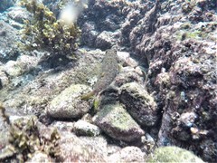 Sphoeroides lobatus