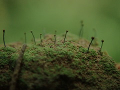 Chaenotheca furfuracea