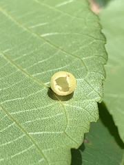 Caryomyia glauciglobus