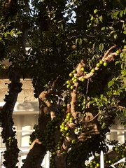 Plinia cauliflora