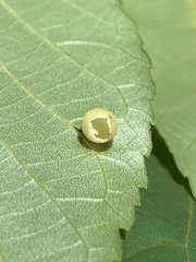 Caryomyia glauciglobus
