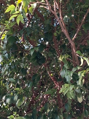 Plinia cauliflora