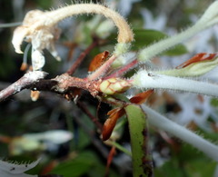 Rhododendron viscosum image