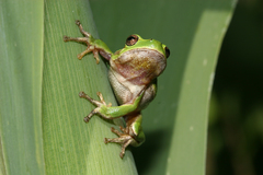 Hyla sarda