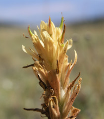 Castilleja kaibabensis