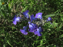 Salvia coahuilensis